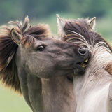 Oostvaardersplassen